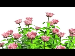 Y11 Mujeres Reloj inteligente de lujo 1.32